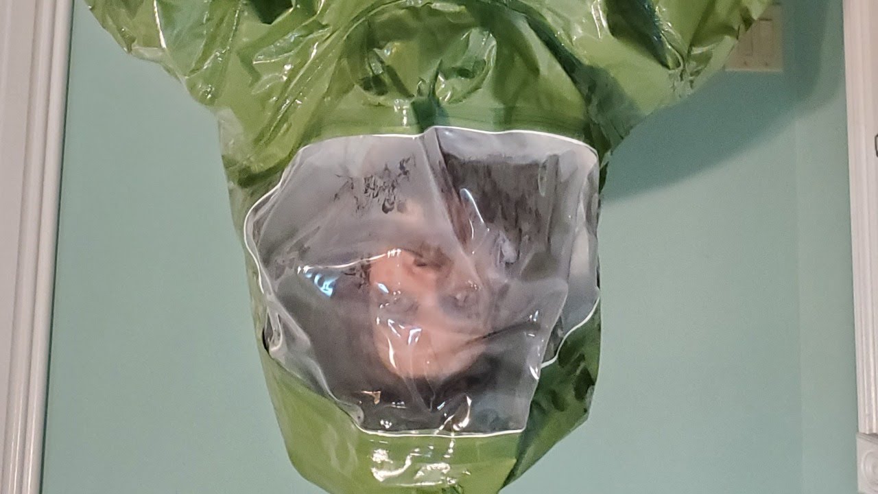 Alien Addict in America... Live Stream 2, Stream Harder - YouTube