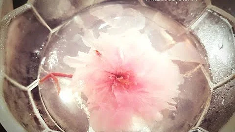 Making of Sakura Raindrop Jelly