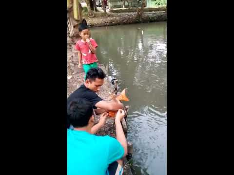 mancing-mania|-sensasi-tarikan-ikan-mas-besar
