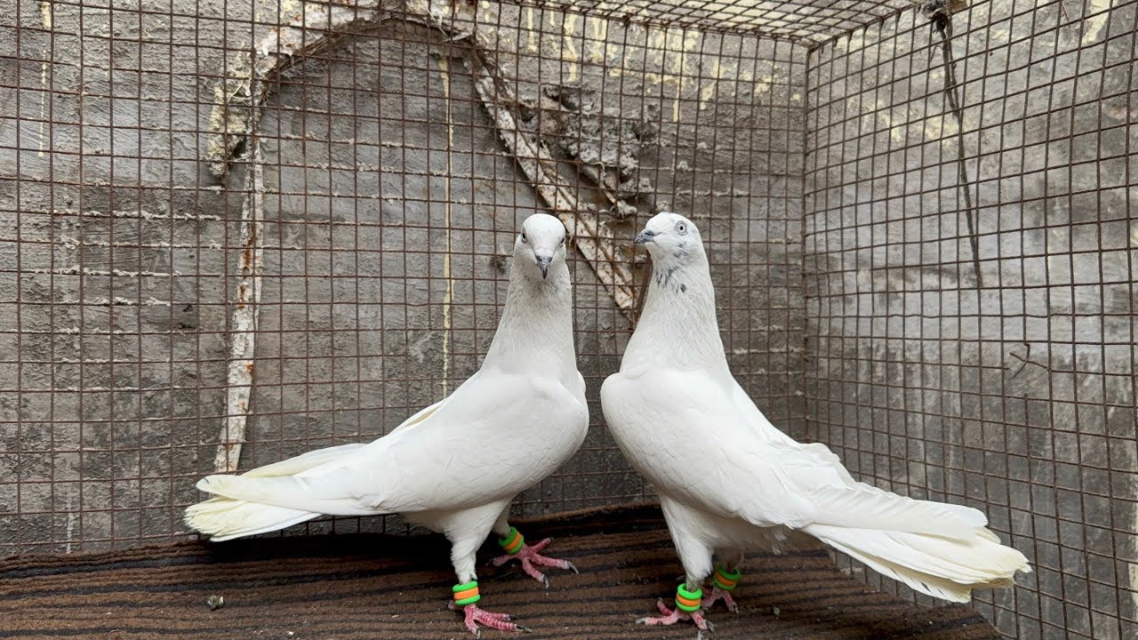 Shishamwale kabootar 😱😱Nayaab purani Nasal Abhi jald nahi milti || Akash pigeon loft | kalyan 