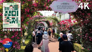 2024 Jungnang Seoul Rose Festival Walk tour 중랑서울장미축제 , 중랑장미공원