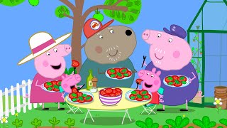 Best of Peppa Pig 🐷 Grandpa Pig's Greenhouse 🍅 Cartoons for Children