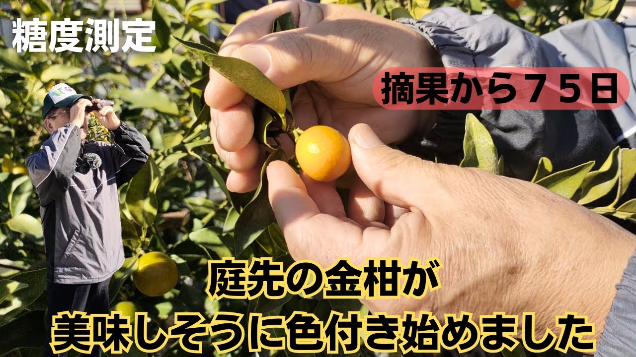 庭先の金柑の実が美味しそうに色付き始めました【糖度測定】【摘果の 