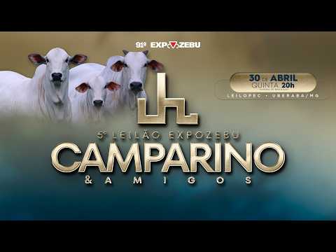 LOTE 20