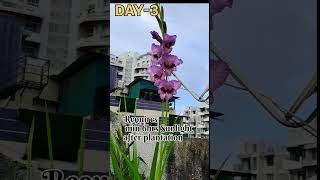 Gladiolus Flowering | #bloomingflowers | Gladiolus Tips n Care| #terrace #flowers #gardening