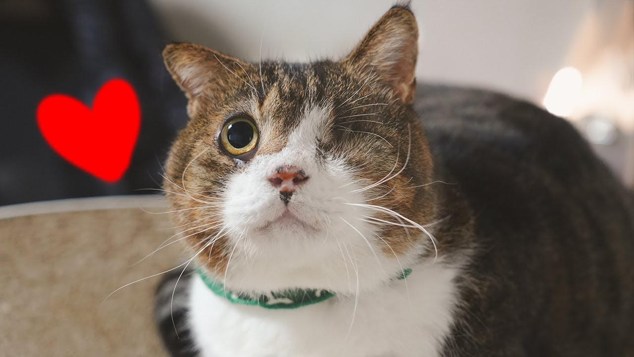 난생처음 사랑 받아본 고양이의 놀라운 변화