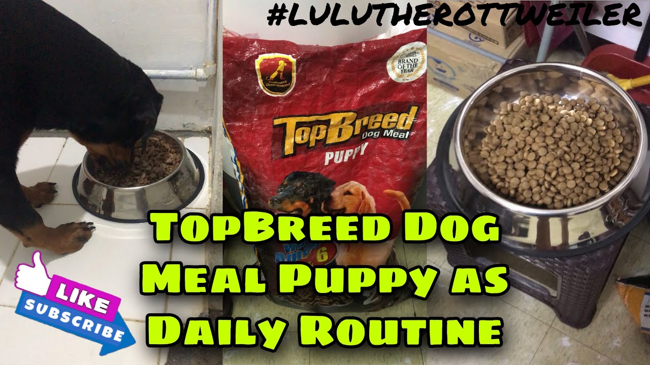 top breed puppy dog food