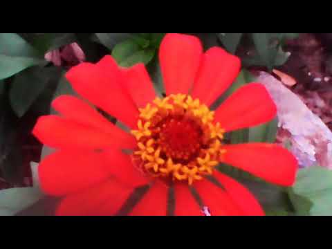  Zinnia  elegans  atau kembang kertas  YouTube