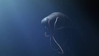 Sperm Whale Vs giant squid