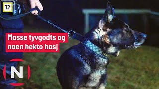 Politihunden Chanel Hjelper Til Under En Ransaking I Et Bolighus | Politihundene | Tvnorge
