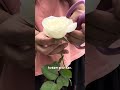 Bunga mawar putih 🌹 #rose