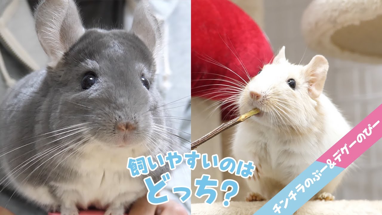 チンチラとデグー 飼いやすいのはどっち Youtube