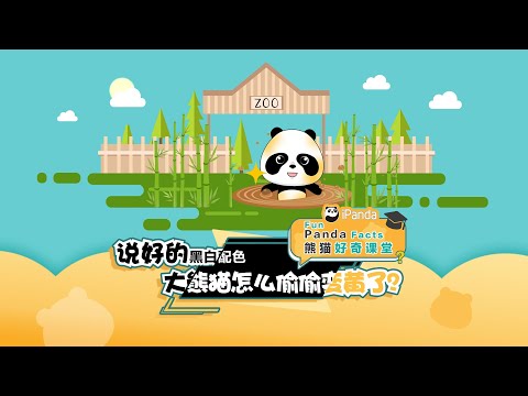 《熊貓好奇課堂》說好的黑白配色 大熊貓怎麼偷偷變黃了？ | iPanda熊貓頻道