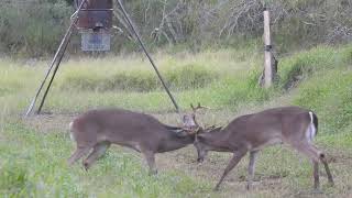 Christmas Eve at the ranch in Deep South Texas. by Archery Nut 172 views 2 years ago 16 minutes
