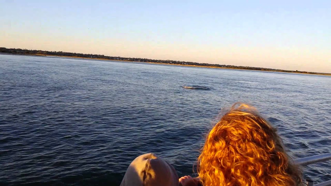 dolphin tours topsail island