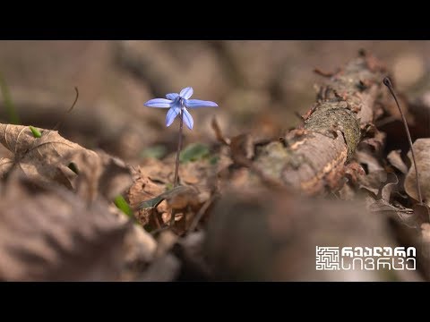 რეალური სივრცე - როგორ გადავარჩინოთ ტყე #LIVE