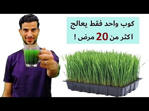 فيديو: براعم عشب منحنية - عشب العشب للكسالى