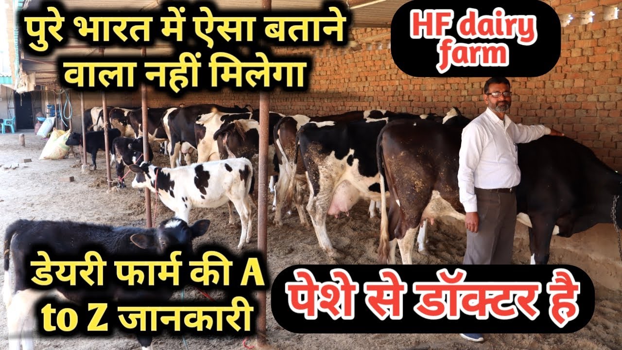 डेयरी फार्मिंग की पूरी सच जानकारी|hf cow dairy farm in India | Dairy farm ,dairy feed management |