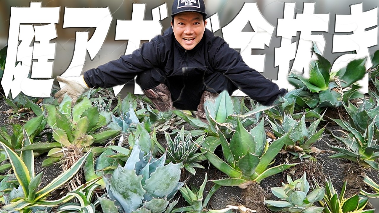 1年間放置した庭のアガベを一掃しました。