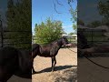 The most important ground work exercise you can do in my opinion #groundwork #horse #problemsolving