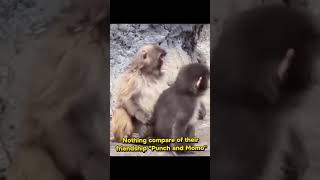 Punch and Moe happy moments🤣😍🐒#punch #monkey #ichikawa #japan