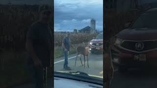 Man Attempts to Shoo Stubborn Deer Off the Highway