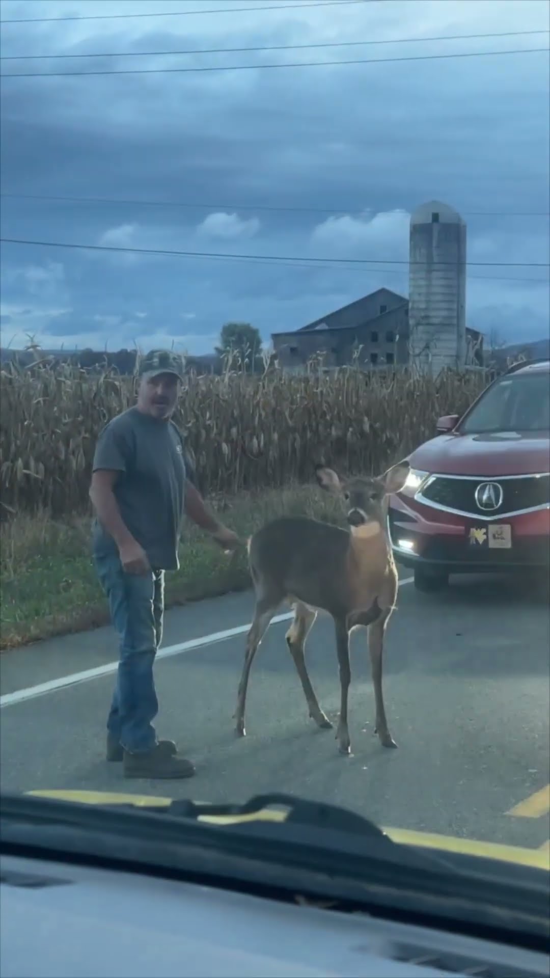 Man Attempts to Shoo Stubborn Deer Off the Highway
