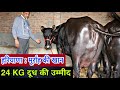 Top Class Murrah Near to Delivery. Expected Milk-24 Kg. Safidno,Jind(Haryana)