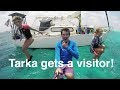 Tarka gets a visitor!  - Sailing Tarka Ep. 22