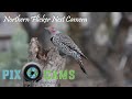 PixCams.com Northern Flicker Nest Camera