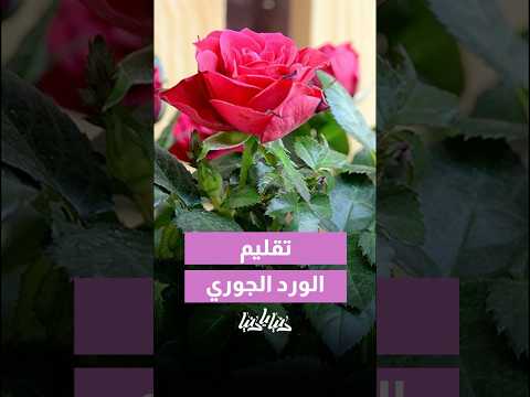 تقليم الورد الجوري الخطوة السر ية لورد أقوى وتزهير أجمل