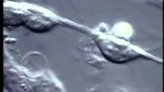 Neural Migration