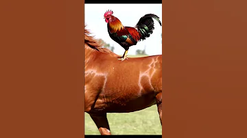 Cock Upon A Runnig Horse Cock Horse Cute Trending 