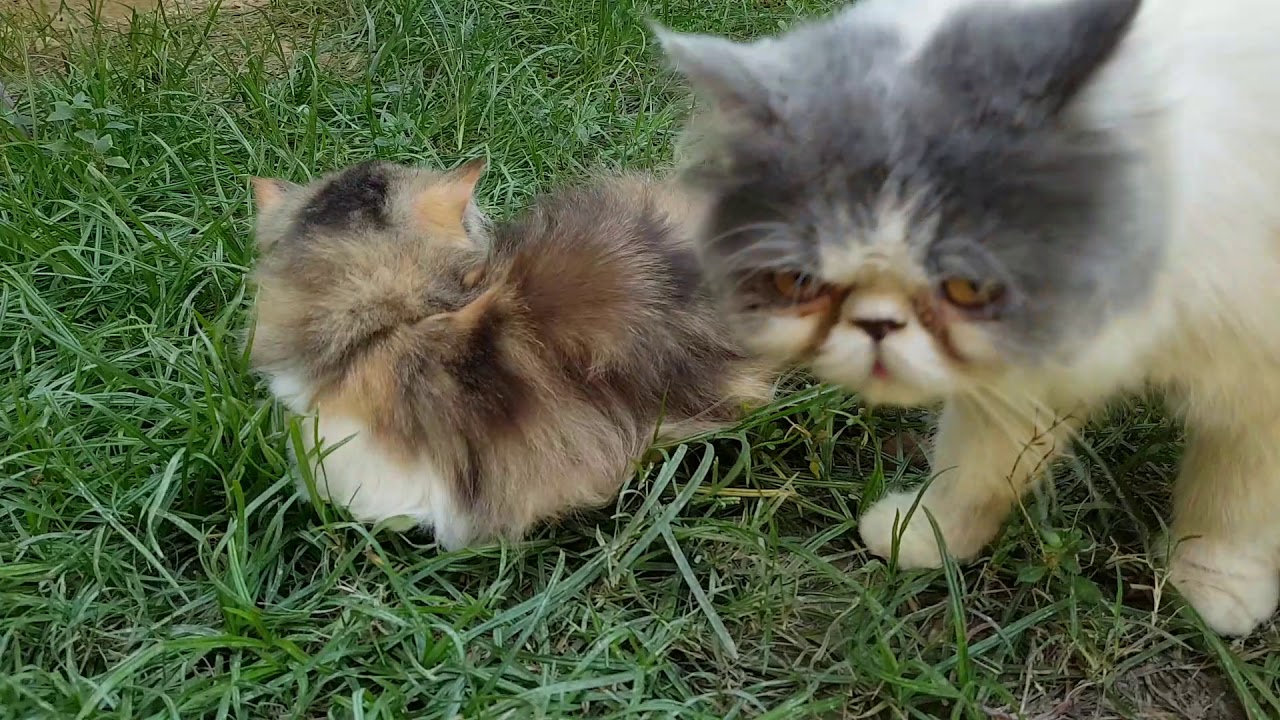 Review Kucing Sedang Minta Kawin YouTube