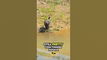 The jump failed! #shorts #funnycats