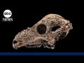 A rare glimpse of the dome-headed dinosaur fossil