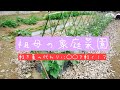【祖母の家庭菜園】竹や落ち葉を使い低コストで菜園作り！！
