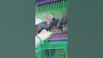 Calon pikat handal ayam hutan merah Sumatra