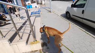 Köpek Sürüsü Bir Marketi Rehin Almış