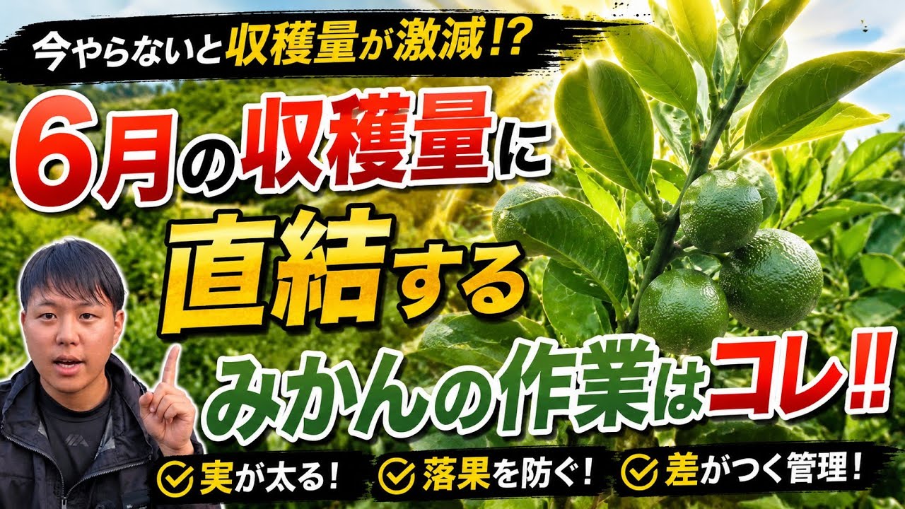 June Mandarin Orange Management] Don't waste it!! Here are 4 tasks