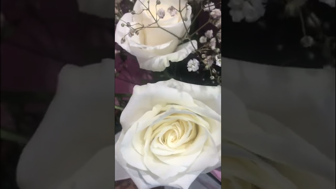 Fresh White Roses | White Rose 