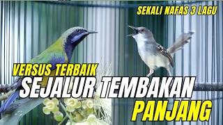 Masteran Kasar Tajam Tembakan Sejalur Cucak Cungkok Super Mewah  Kombinasi Ciblek 3 Lagu