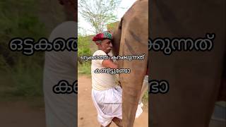 ഒട്ടകത്തെ കറക്കുന്നത് കണ്ടിട്ടുണ്ടോ? #albans #lifeisbutadream