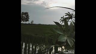 Download Lagu story wa surat cinta untuk starla MP3