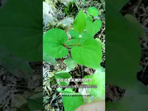 魚腥草這種常見的本草植物也是一味可以吃的野菜✨知足常浴草本湯浴包 ????深睡時皮膚自我修復提升68%每天泡腳15分快速入睡不依賴藥物????⬇️https:s.shopee.twLXDvghP7z