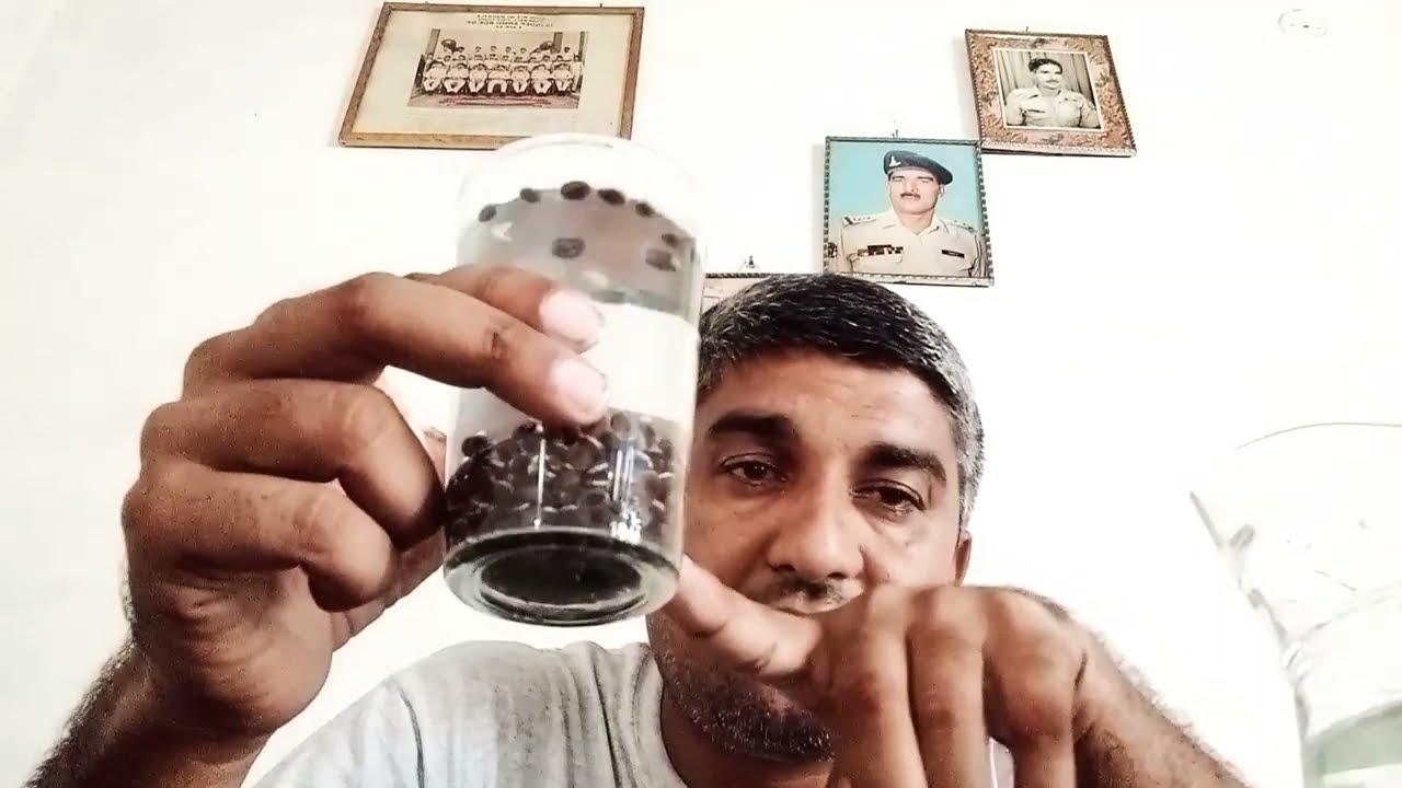 Kabbali kikker Seeds |Healthy Tree Seed |Tree Seed Testing | How To Collect Healthy Seed