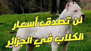 اسعار كلاب في الجزائر واكتر اقتناء لن تصدق ثمن
