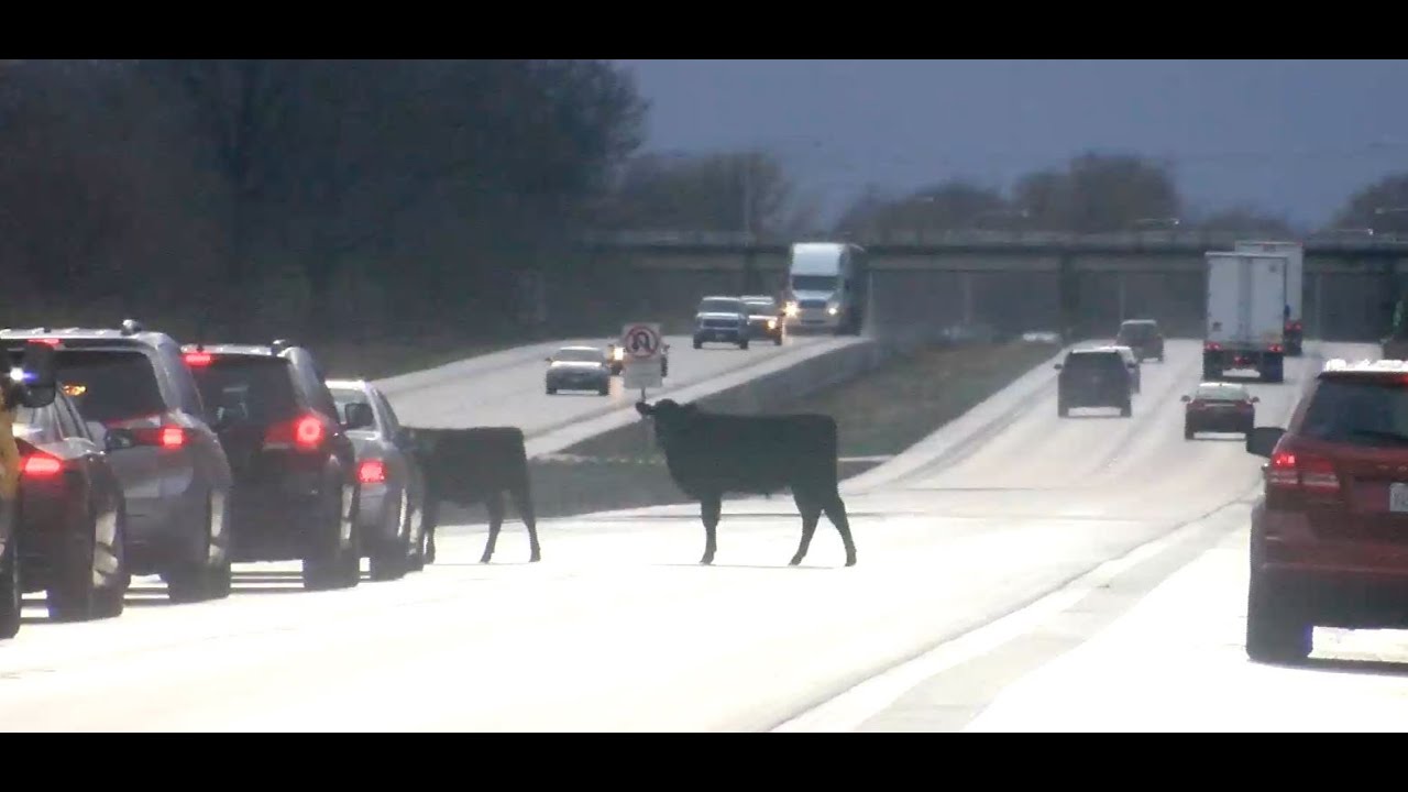 Cows escape from wrecked trailer, cause massive traffic standstill
