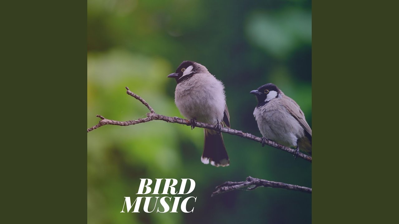 Слушать музыку птицы релакс. Bird Sound. Птицы Мадригал. Singing Birds Sound. Calm Bird перевод.