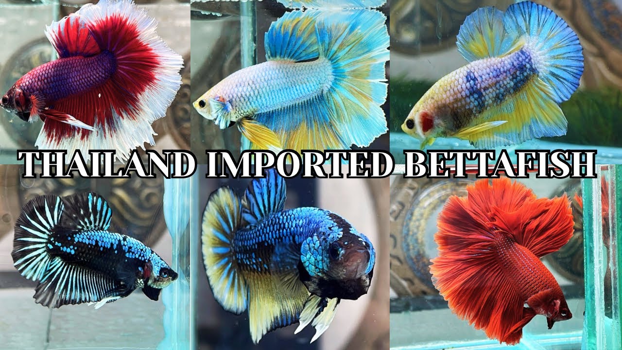 THAILAND IMPORTED BETTAFISH ALL NEW COLLECTIONS AVAILABLE #bettas #bettafish #bettafishbreeding